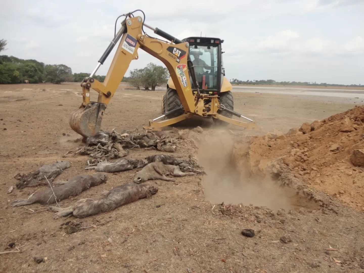 En Paz de Ariporo, Casanare continúan recibiendo ayuda para mitigar la emergencia ambiental que ha dejado milies animales muertos, entre chigüiros, peces, tortugas, reses, cerdos y babillas. Una población que vivía en un área aproximada de 76 mil hectáreas.